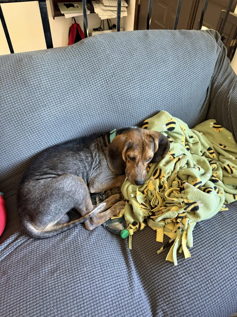 An adult medium-sized male Beagle dog named Jackpot for adoption in Brooklyn Center, MN