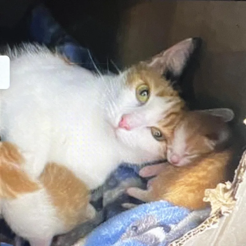 Lucky Mama thumbnail 2