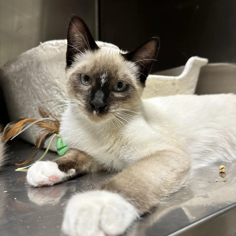 A baby medium-sized male Siamese cat named Mochi for adoption in Sacramento, CA