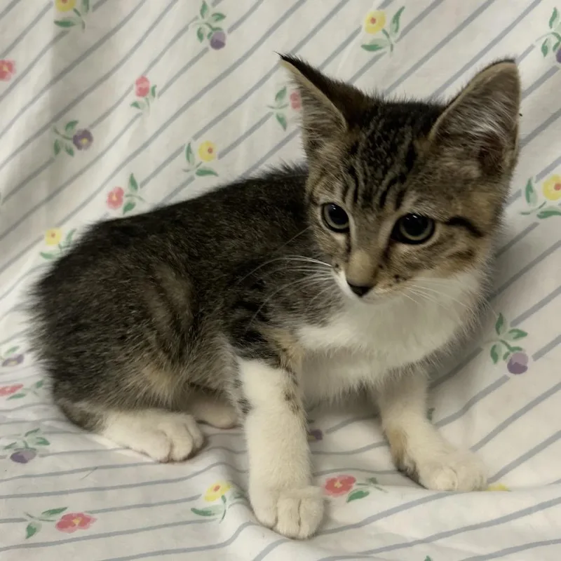 A baby small-sized female Brown / Chocolate Domestic Short Hair cat named Frittata for adoption in Coos Bay, OR