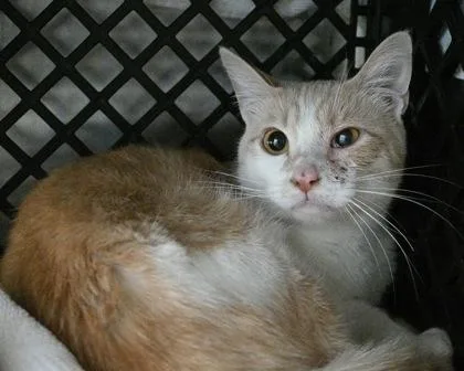 An adult small-sized male Domestic Short Hair cat named Yoshi for adoption in West Seneca, NY