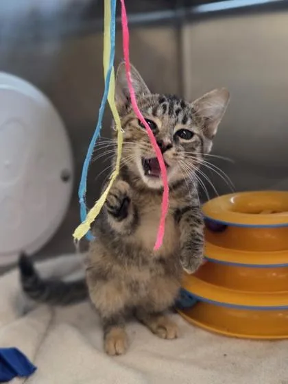 A baby small-sized female Domestic Short Hair cat named Asphalt for adoption in Westland, MI