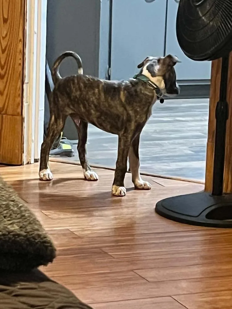 A baby medium-sized male Mixed Breed dog named Scout for adoption in Amherst, NY