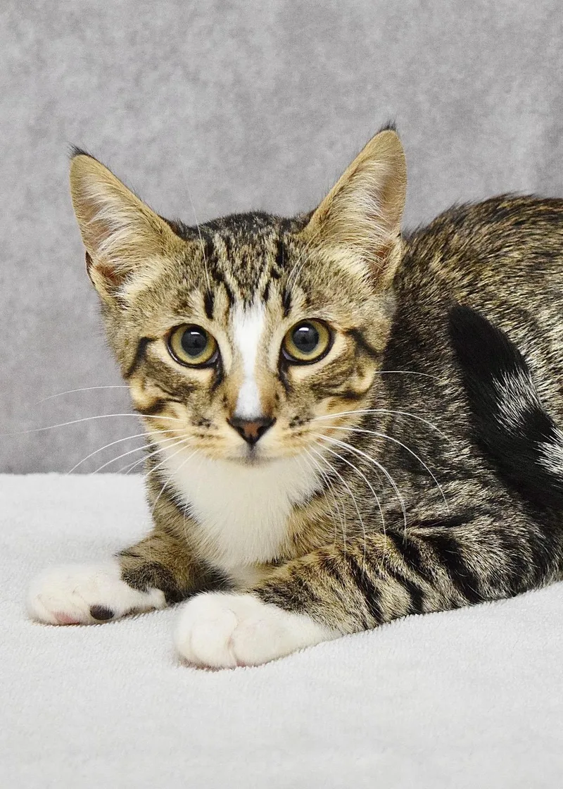 A baby medium-sized male Tabby (Brown / Chocolate) Domestic Short Hair cat named Champ for adoption in Dublin, CA