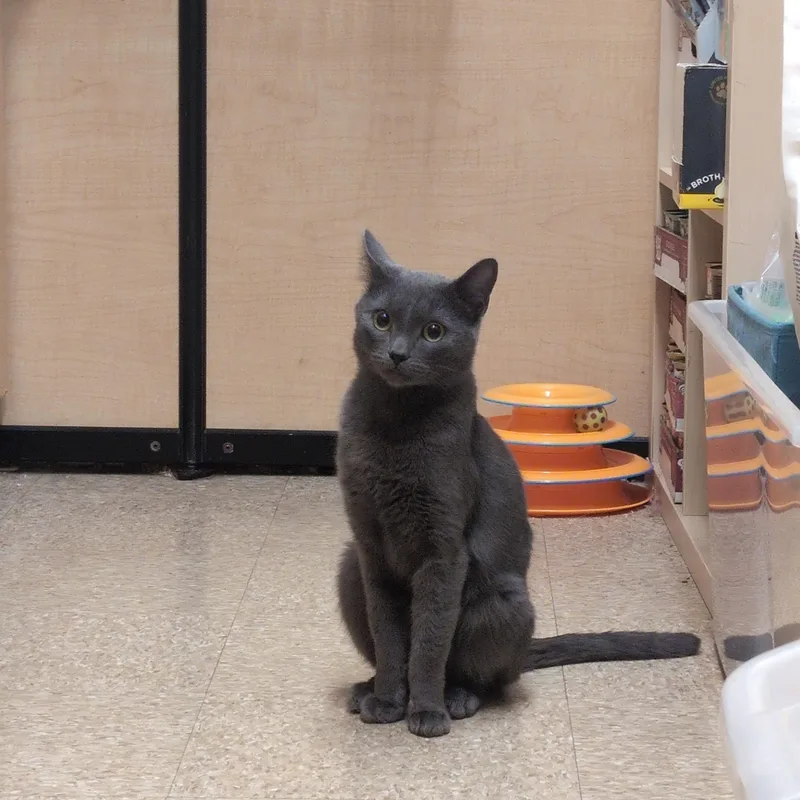 A young small-sized male Gray / Blue / Silver Domestic Short Hair cat named Thor for adoption in Worcester, MA