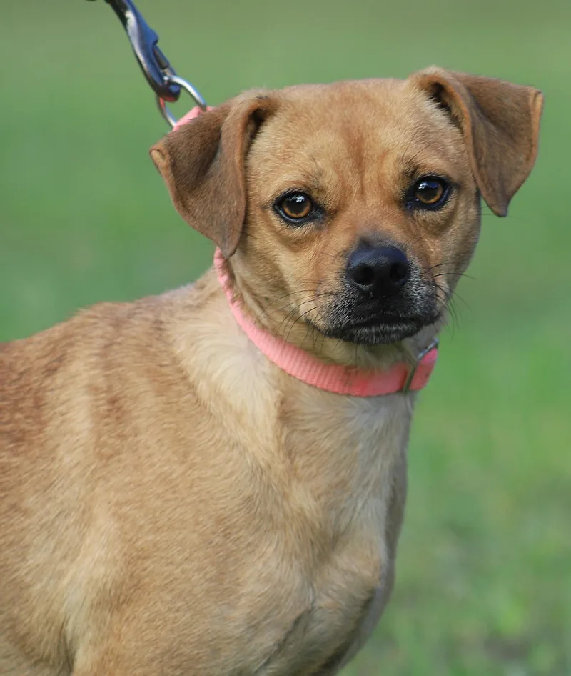 A young small-sized female Chihuahua dog named Autumn for adoption in North Fort Myers, FL
