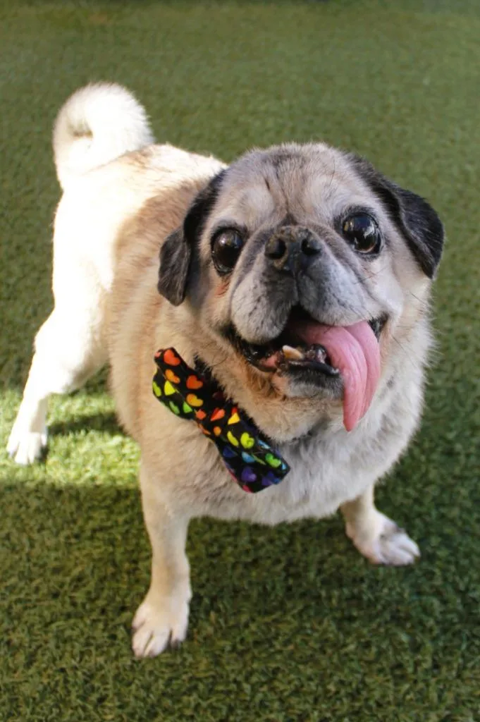 A senior small-sized male Pug dog named Holmes for adoption in Gardena, CA
