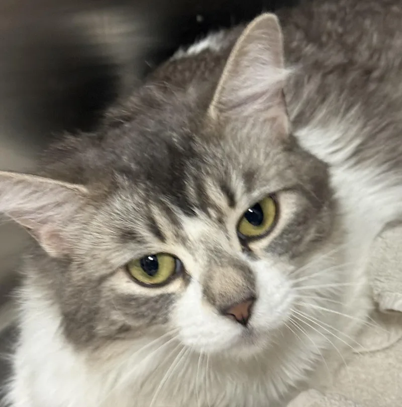 A young medium-sized female Gray / Blue / Silver Domestic Medium Hair cat named Tater Tot Daniels for adoption in Chandler, AZ