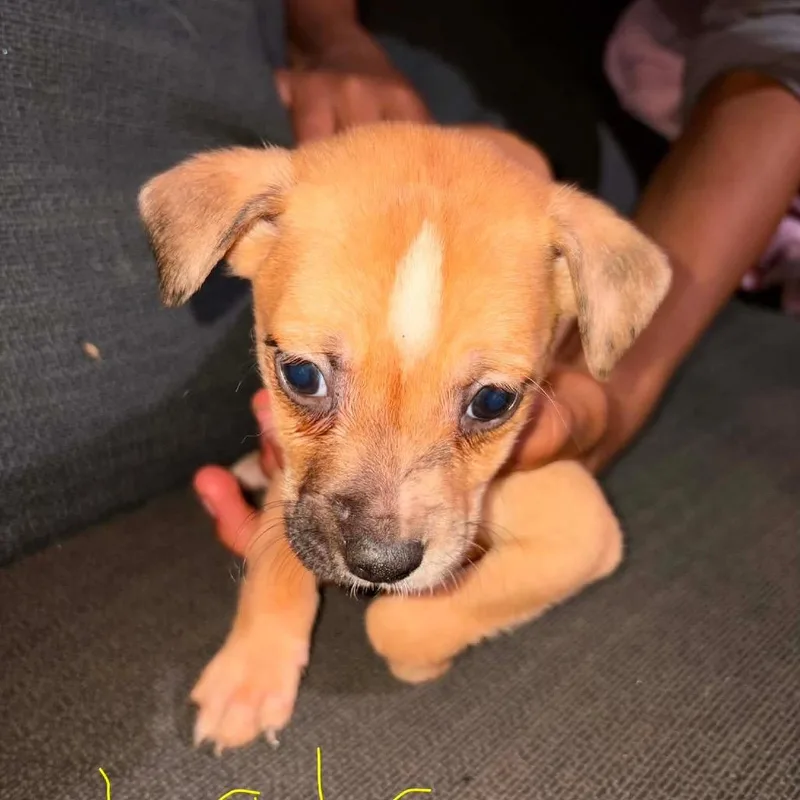 A baby medium-sized female Brown / Chocolate Mixed Breed dog named Lola for adoption in Fredericksburg, VA