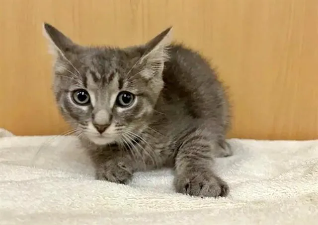 A baby small-sized male Domestic Short Hair cat named Provel for adoption in Saint Louis, MO