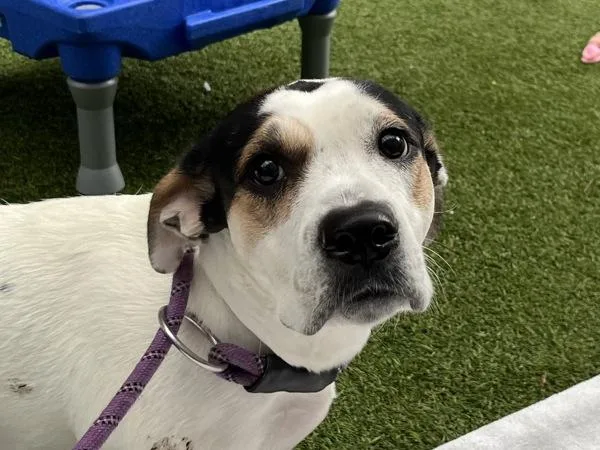 An adult medium-sized female Mixed Breed dog named Miley for adoption in New York, NY