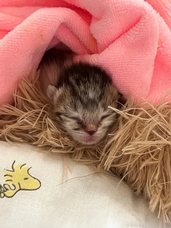 A young medium-sized male Tabby (Gray / Blue / Silver) American Shorthair cat named Birdy for adoption in Adrian, MI