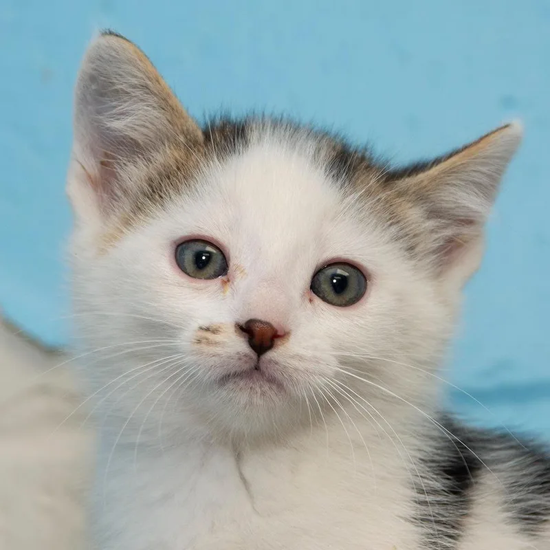 A baby small-sized male Domestic Medium Hair cat named Blueberry for adoption in Troy, OH