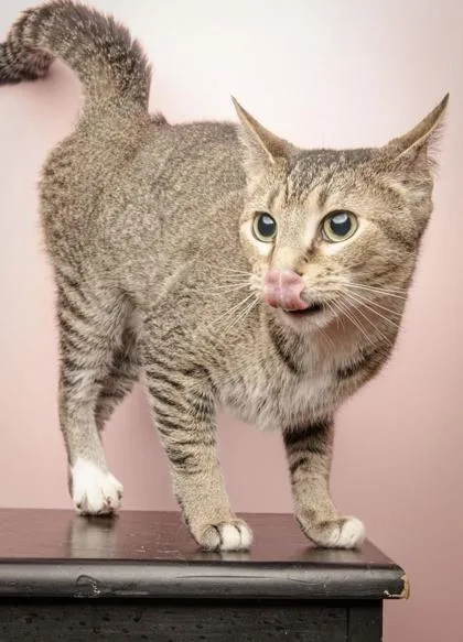 A young medium-sized female Tabby (Brown / Chocolate) Domestic Short Hair cat named Baby for adoption in Jackson, GA