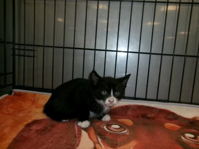 A baby small-sized male Domestic Short Hair cat named Bing for adoption in Van Nuys, CA