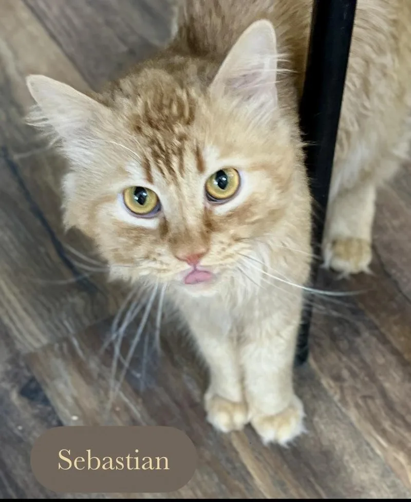 An adult medium-sized male Orange & White Domestic Medium Hair cat named Sebastian for adoption in Chalfont, PA