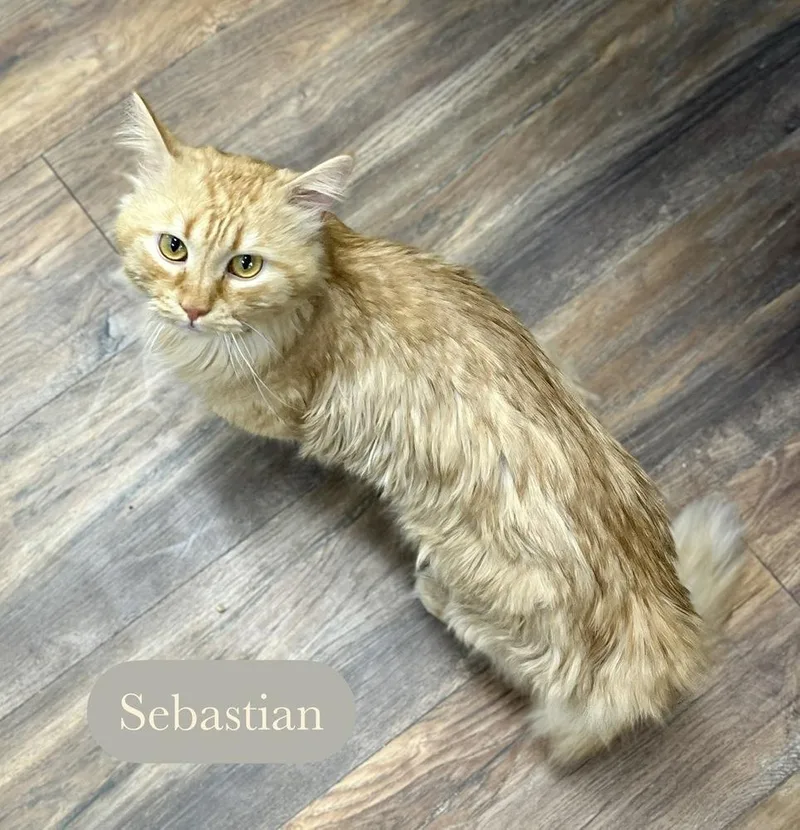 Sebastian thumbnail 3