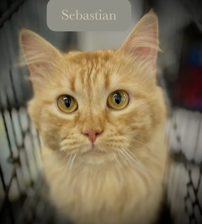 Sebastian thumbnail 4