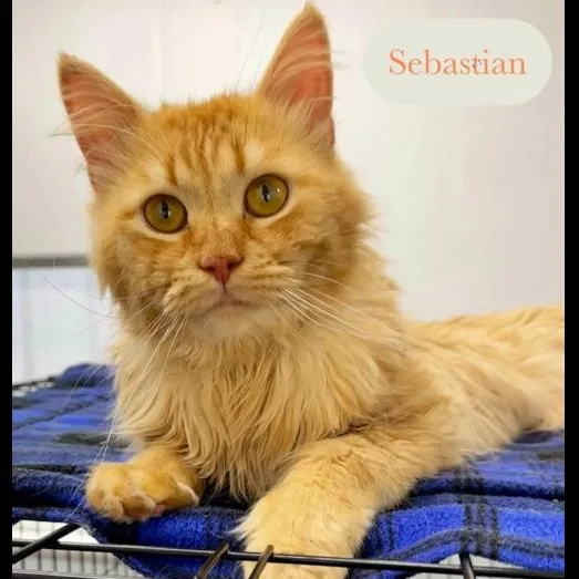 Sebastian thumbnail 5