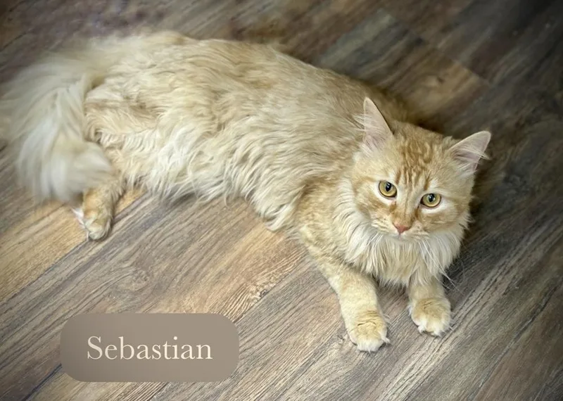 Sebastian thumbnail 6