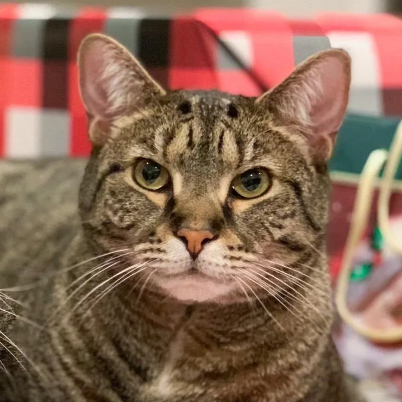 A senior small-sized female Brown / Chocolate Domestic Short Hair cat named Charlotte for adoption in Durham, NC