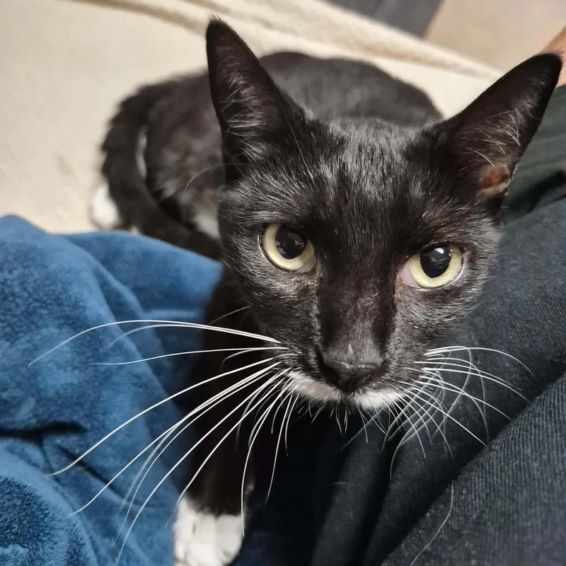 An adult medium-sized female Tuxedo cat named Aster for adoption in New Bedford, MA