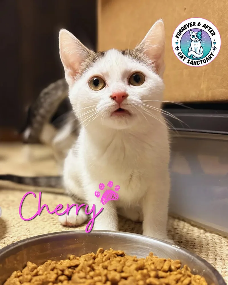 A young medium-sized female Tabby (Brown / Chocolate) Domestic Short Hair cat named Cherry for adoption in Austintown, OH