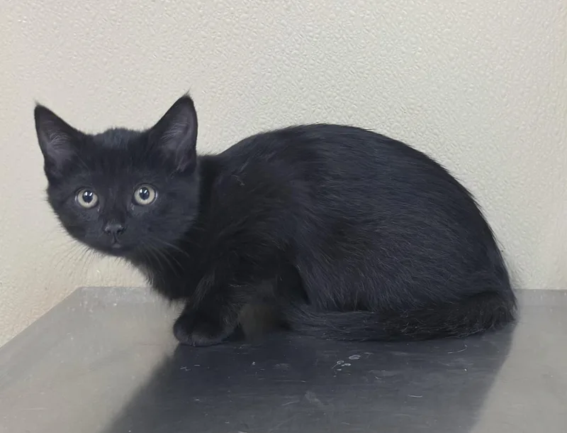 A baby medium-sized female Domestic Short Hair cat named Reba for adoption in Brainerd, MN