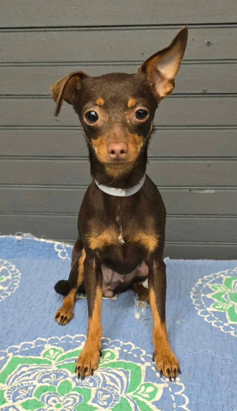 A baby small-sized female Chihuahua dog named Zoi for adoption in Newport, TN