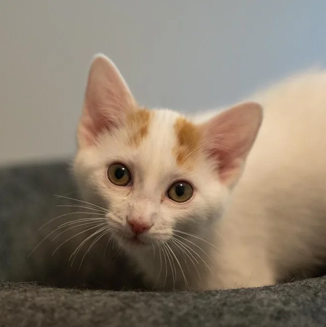 A baby medium-sized male Orange & White Turkish Van cat named Phil Confident Loverboy for adoption in Bethel, CT