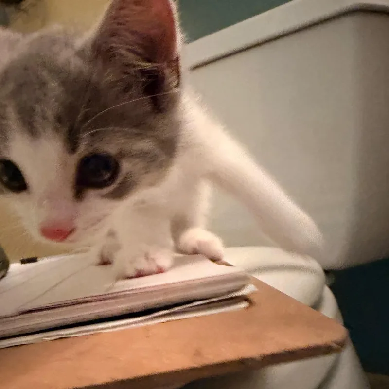 A baby small-sized female Domestic Short Hair cat named Cloudy In Oakton  for adoption in Alexandria, VA