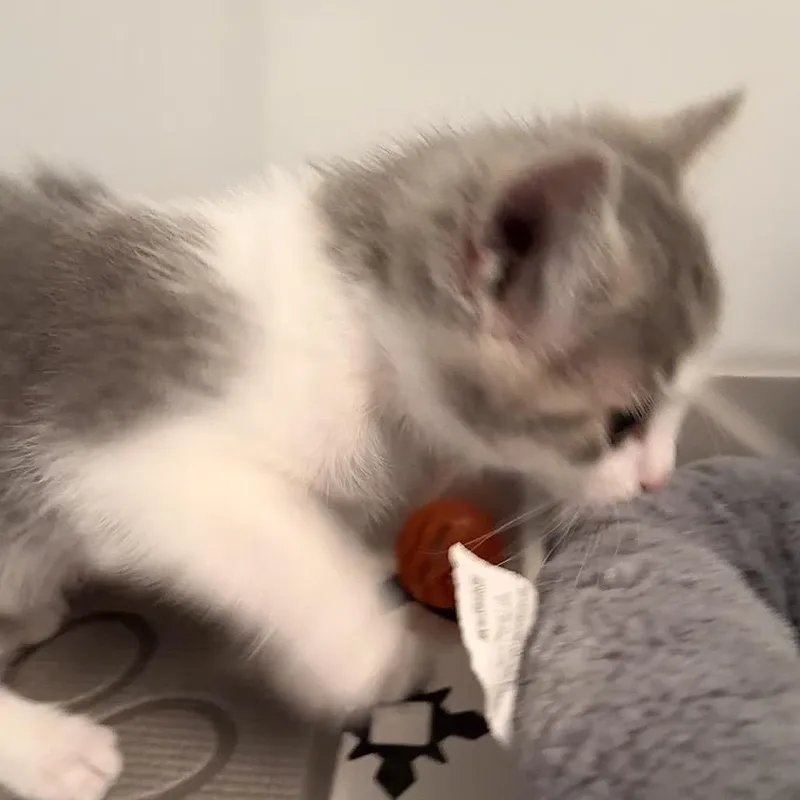 Cloudy In Oakton  thumbnail 2