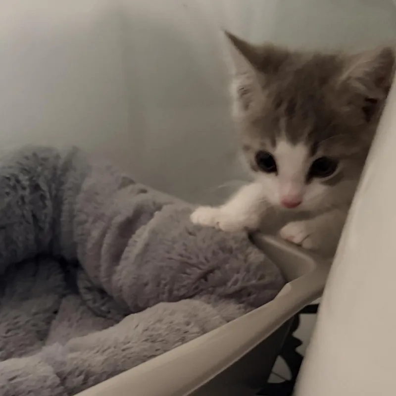 Cloudy In Oakton  thumbnail 3