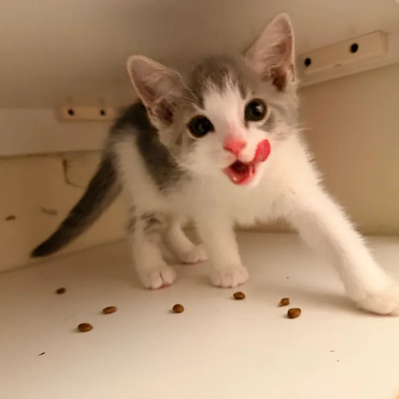 Cloudy In Oakton  thumbnail 4