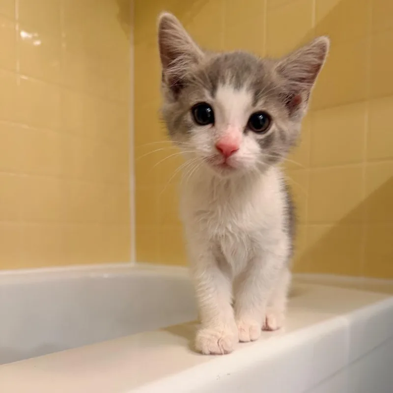 Cloudy In Oakton  thumbnail 5