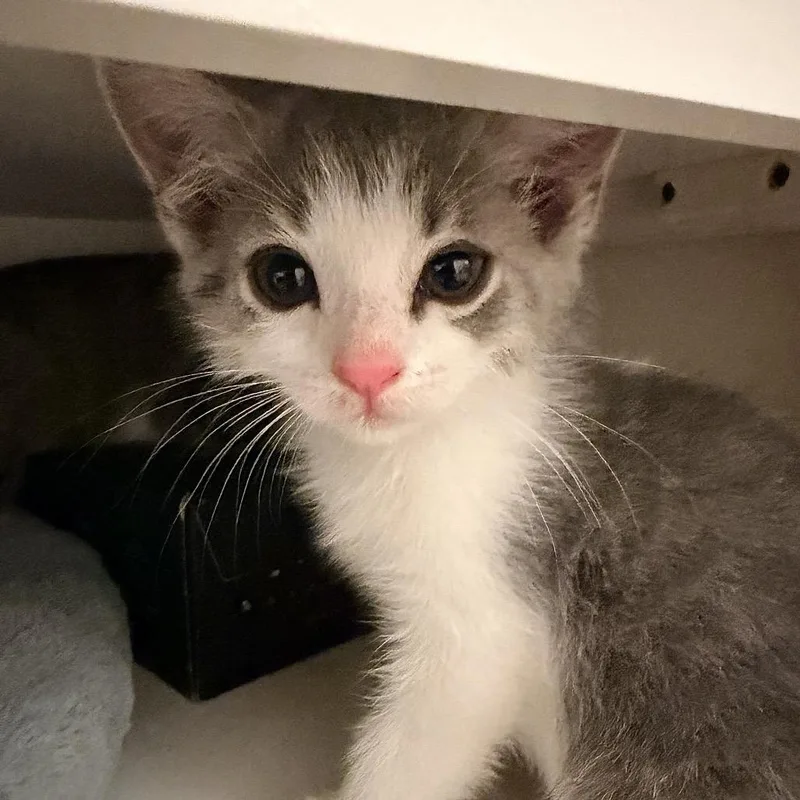 Cloudy In Oakton  thumbnail 6