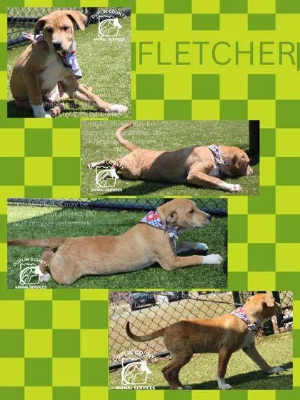 A baby medium-sized male American Staffordshire Terrier dog named Fletcher for adoption in Kenansville, NC