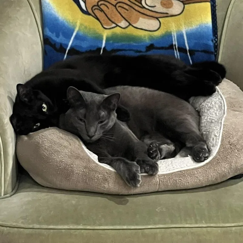A young medium-sized male Black Domestic Short Hair cat named Nightstar for adoption in Denver, CO