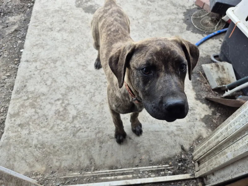 A young medium-sized female Brindle Chocolate Labrador Retriever dog named Hyena for adoption in Plum, PA