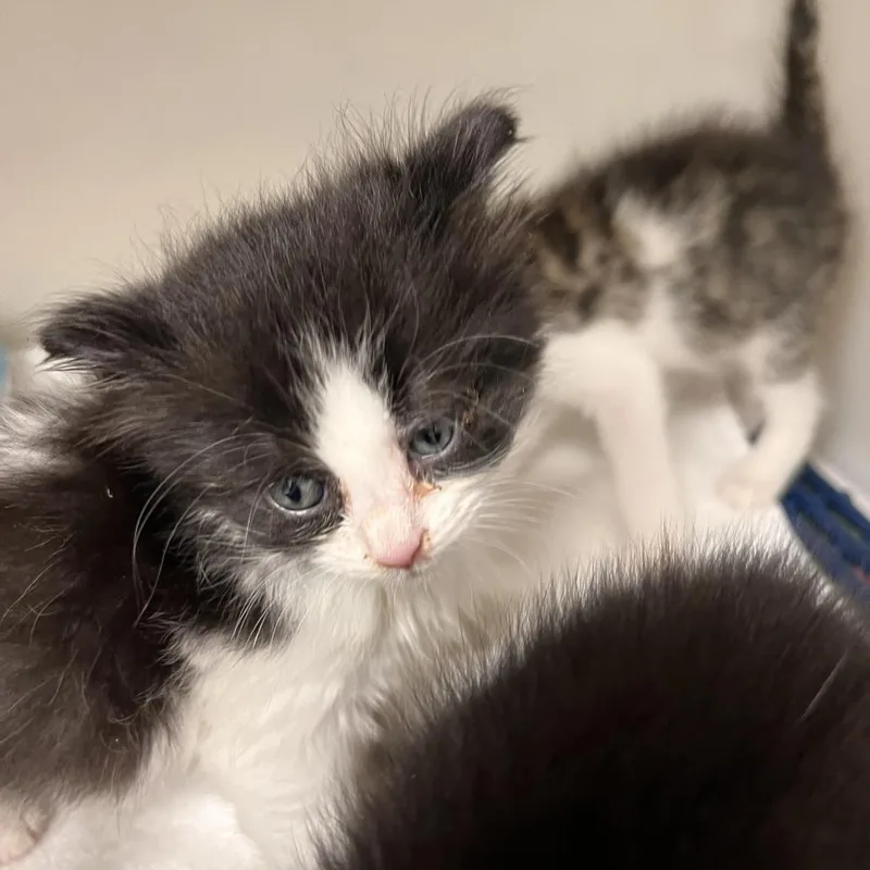 A baby small-sized female Domestic Short Hair cat named Scotia for adoption in Harrisonburg, VA