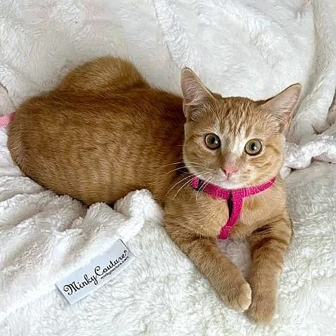 Marigold thumbnail 2