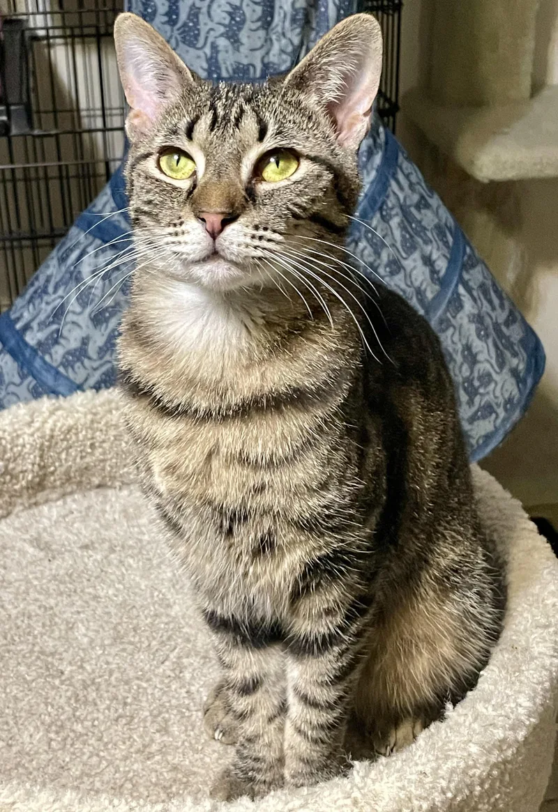 A young medium-sized female Tabby (Brown / Chocolate) Domestic Short Hair cat named Tilly for adoption in Lacon, IL