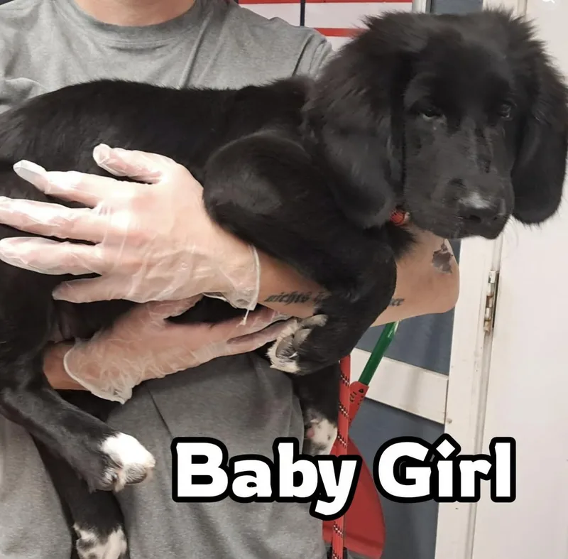 Baby Girl