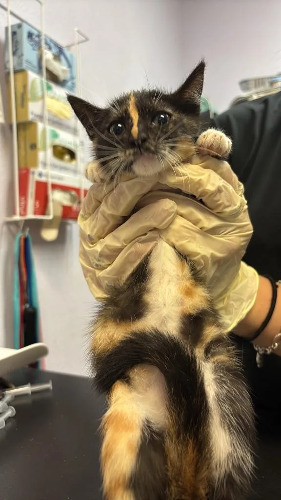 A baby medium-sized female Domestic Short Hair cat named Vera for adoption in New Braunfels, TX