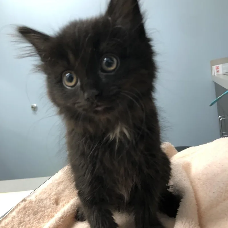 A baby small-sized male Black Domestic Short Hair cat named Wesley for adoption in Oak Park, IL