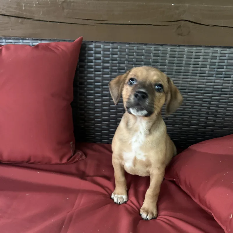 A baby medium-sized male Chihuahua dog named Nugget for adoption in Kannapolis, NC