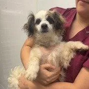 An adult small-sized female Spaniel dog named Misty Mae for adoption in Chico, CA
