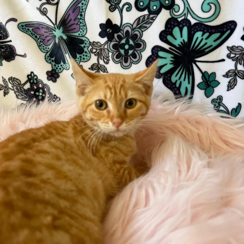 A baby small-sized female Orange / Red Domestic Short Hair cat named Quinn for adoption in Deerfield, IL