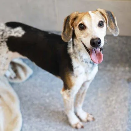 A senior small-sized male Black Beagle dog named Jax for adoption in Atlanta, GA