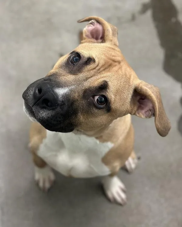 A young large-sized male Boxer dog named Titus for adoption in Novato, CA